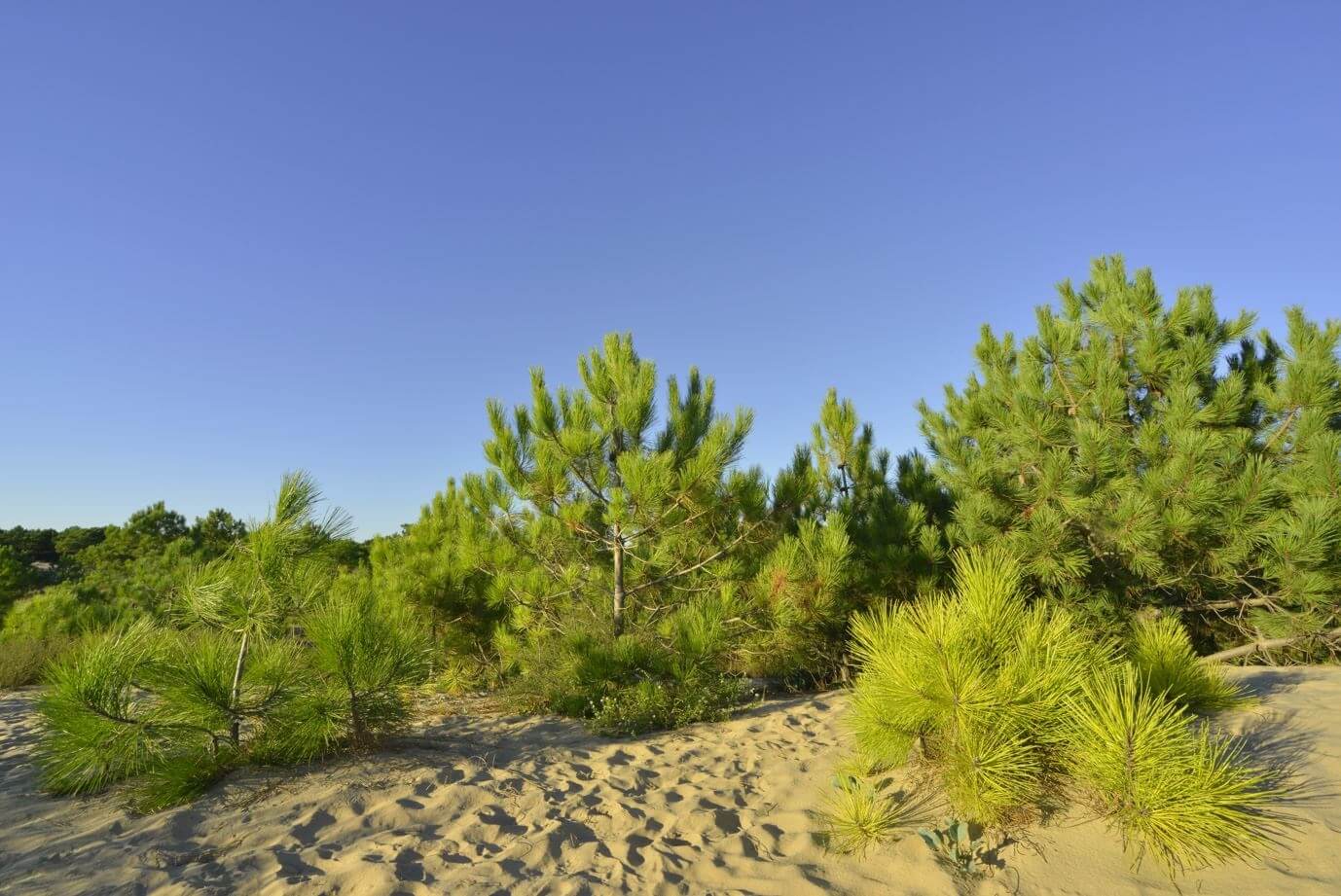 Domaine résidentiel en bord de mer - La Forêt - Les Mathes-La Palmyre